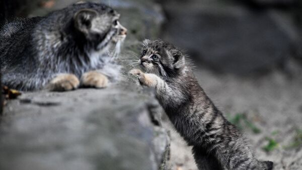 Самка манул с детёнышем в Новосибирском зоопарке